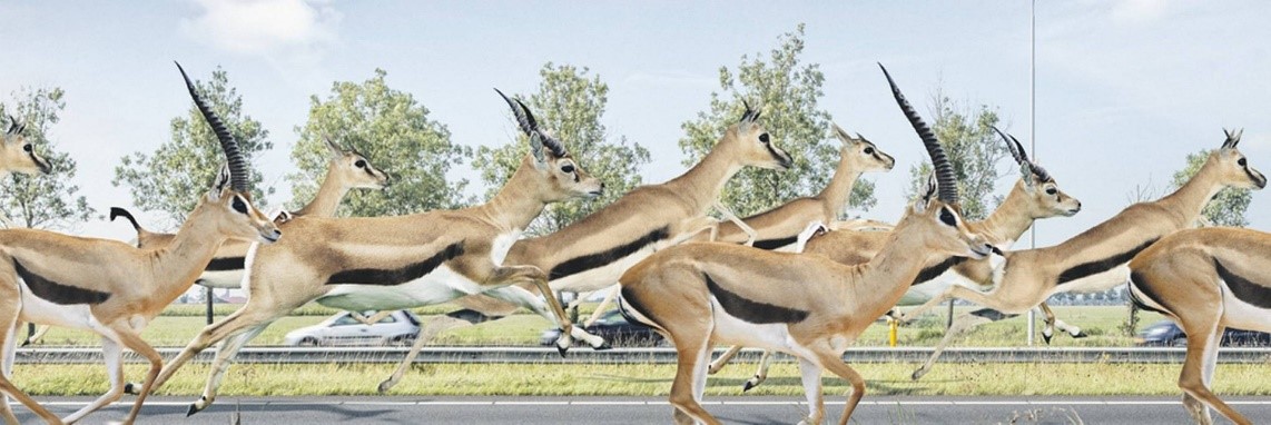 gazellen-award-gazellen